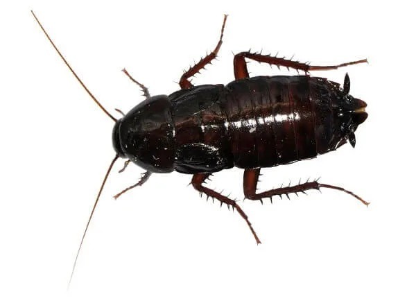 Черные тараканы