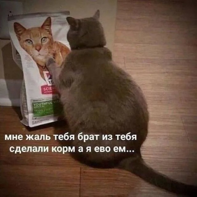 Занятные картинки с надписями в понедельник