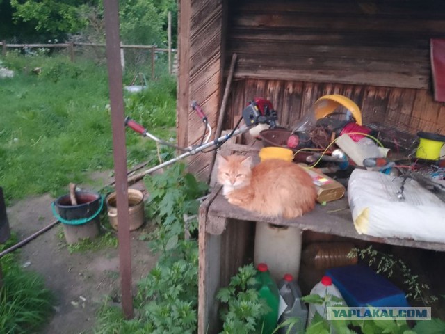 Жизнь домашнего приюта для котеек 545