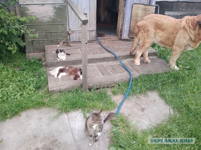 Жизнь домашнего приюта для котеек 549