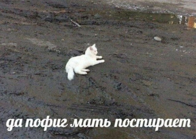 Картинки для деградации -2 (разной степени свежести)