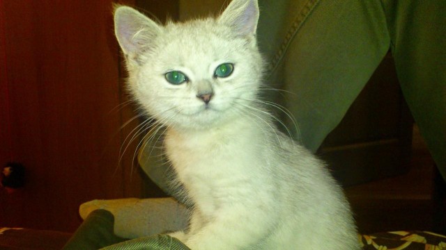 Кото вторник 2.09.2025.