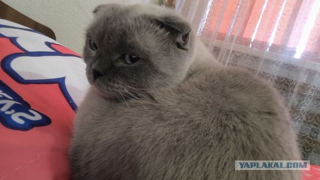 Толстый кот