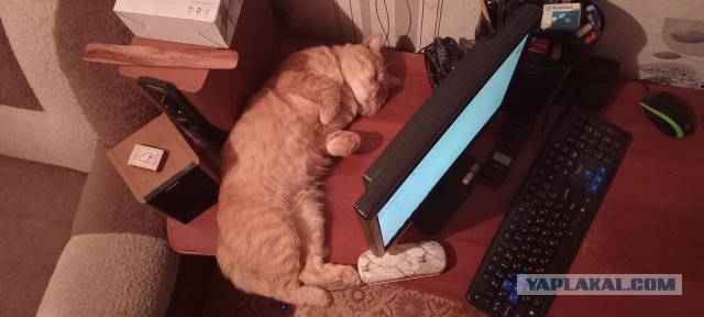 Кошки - ангелы. Часть 2