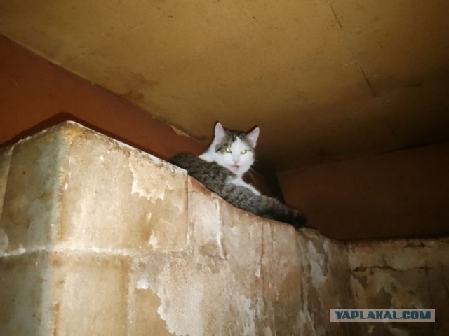 Жизнь домашнего приюта для котеек 564