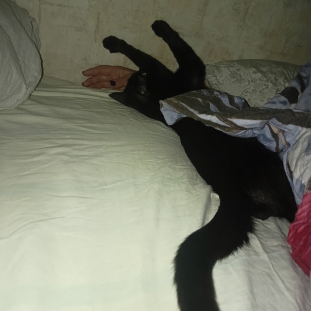 Котовторник же!