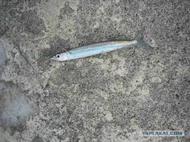 Не Сочи в противовес Египту, Турции и пр