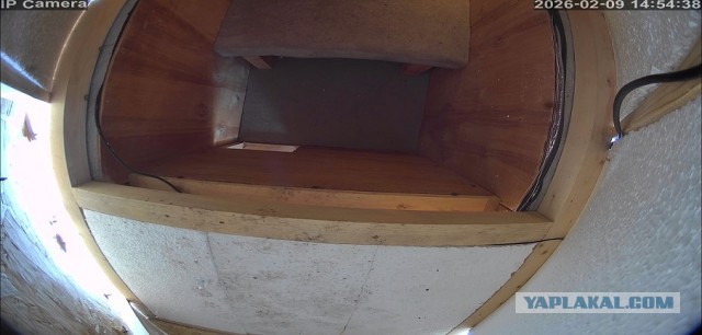 Друзья, как приручить котяру? Дикого.