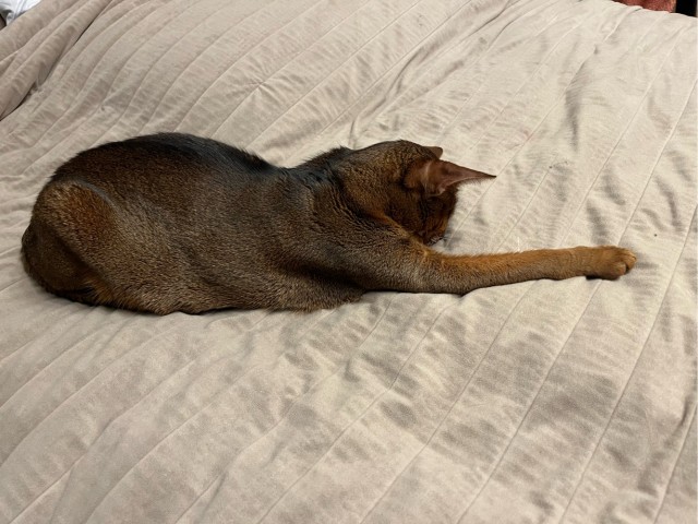 Наши коты