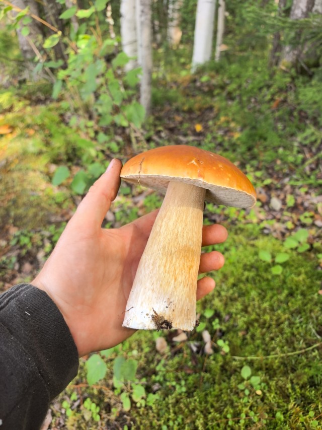 Грибы