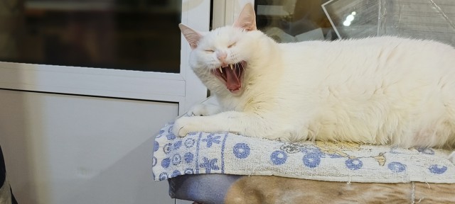 К котовторнику: знакомтесь: Сёма