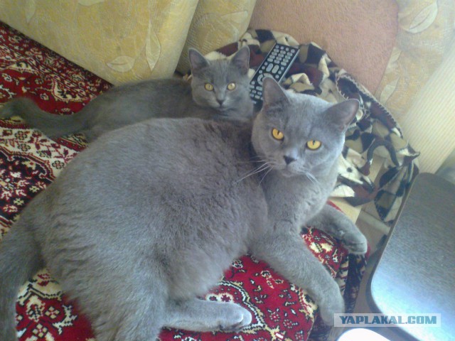 Котовторник  05.11.2013