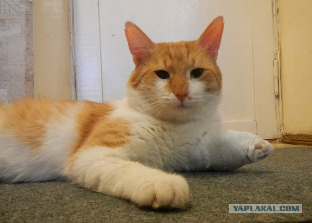 Ищу хозяев для кота (в Уфе)