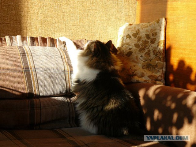 Котовторник 29.04.14.