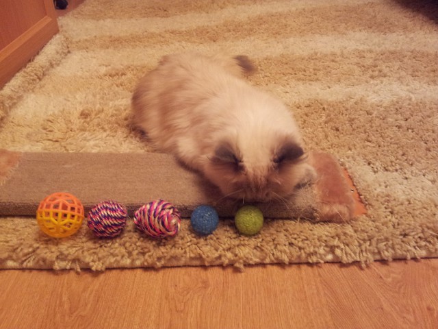 Котовторник 15.07.2014.