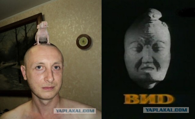 Наши крысяки
