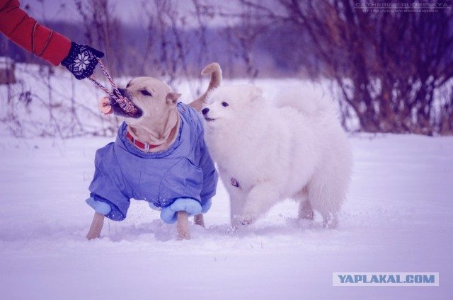 Самоедская лайка