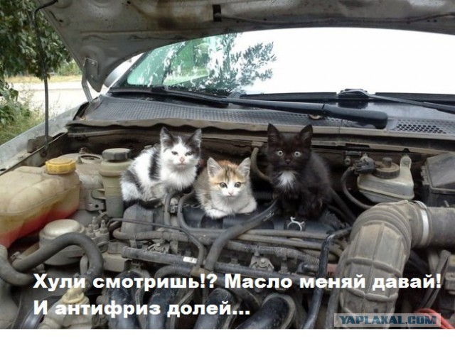 Выросло совсем не то, что  ожидал.