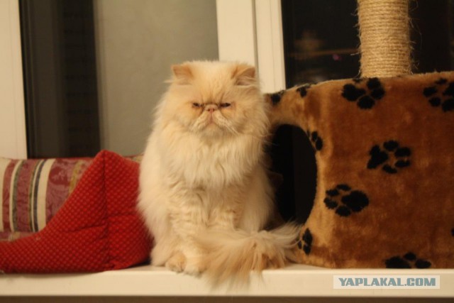 Котовторник 5.05.2015.