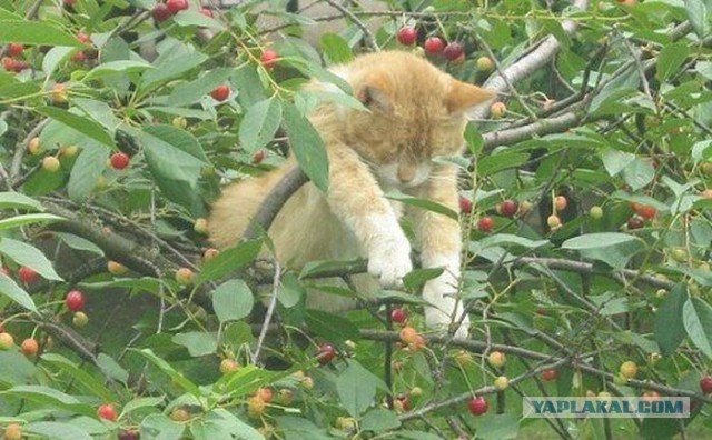Известные котомемы.