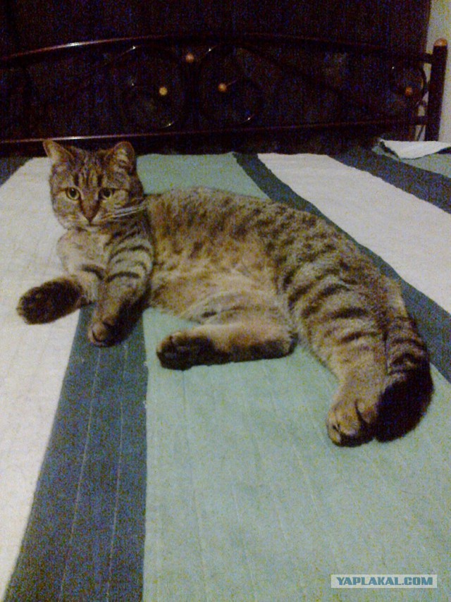 Некоторые факты о кошачьих рекордах