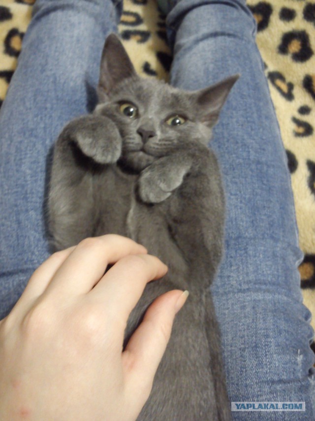 Котовторник 06.10.2015