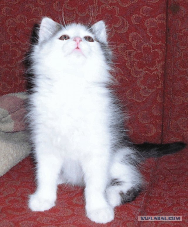 Вопрос за кормежку кота.
