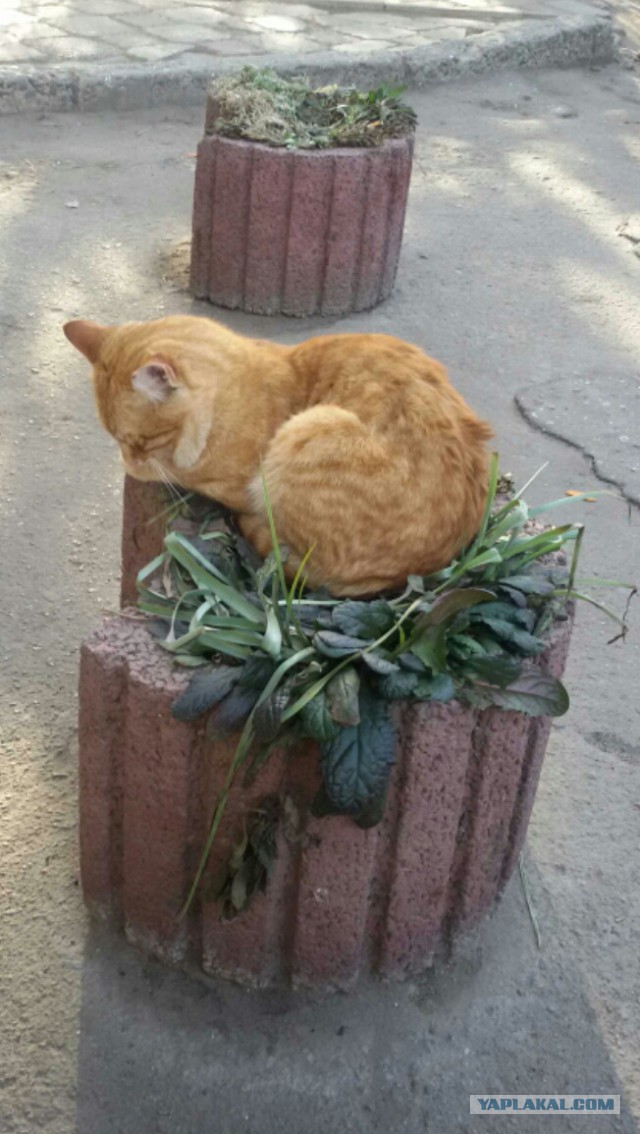 Котооо-о-о-вторник