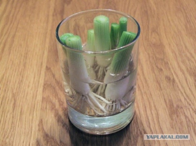 8 овощей, которые можно купить один раз, а потом