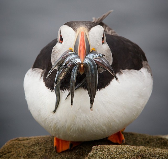 Подборка картинок 29.02.16
