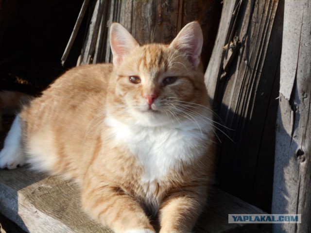 Жизнь домашнего приюта для котеек 106