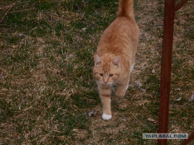 Жизнь домашнего приюта для котеек 107