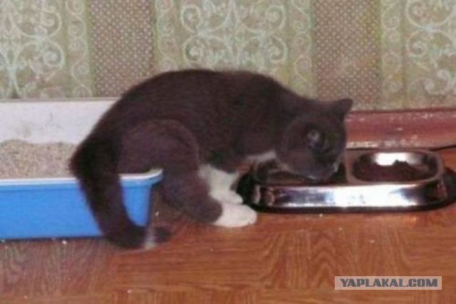 Подборка интересных и веселых картинок