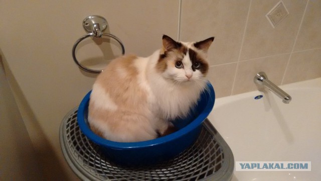 Котовторник 28.06.2016