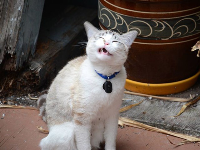 Коты и Кошки