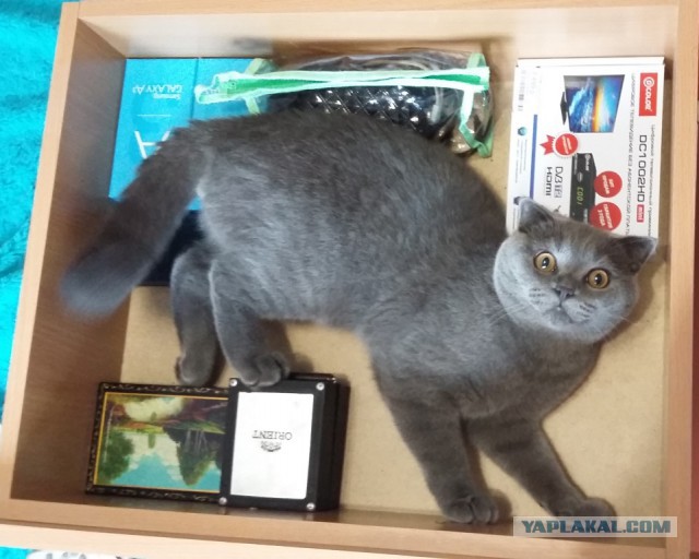 Котовторник 18.04.2017