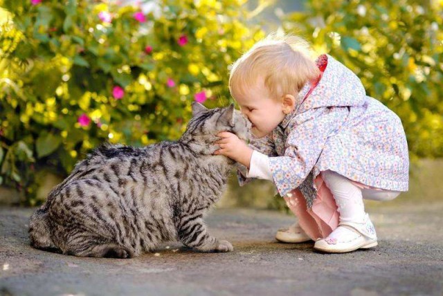 Коты и Кошки