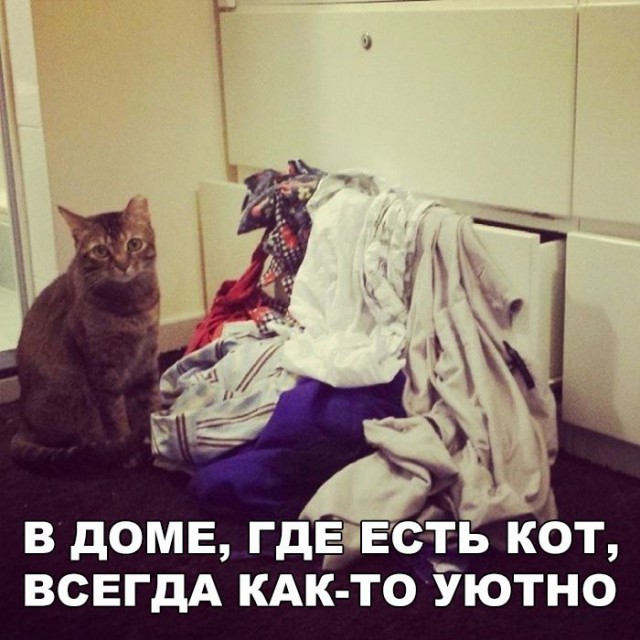 Коты и Кошки