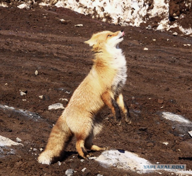 Просто Природа