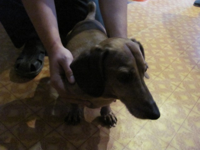 Чуткий нос в собакочетверг