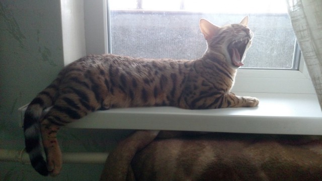 Котовторник 29.5.18