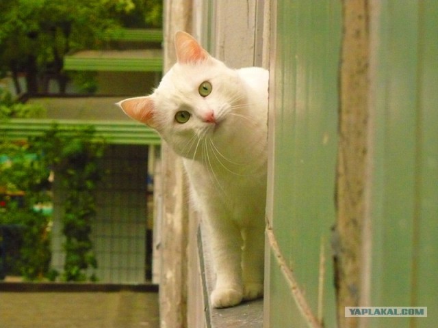 Котовторник на ЯПлакалъ!