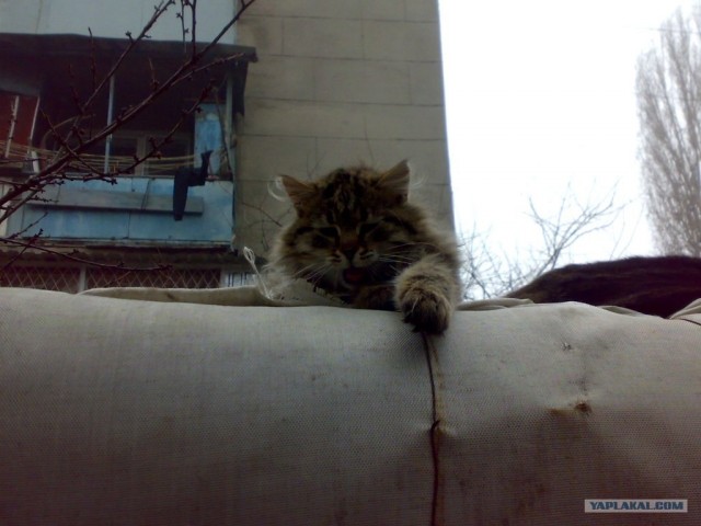 Котовторник на ЯПе (21.04.2009)