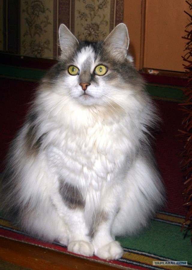 Котовторник?