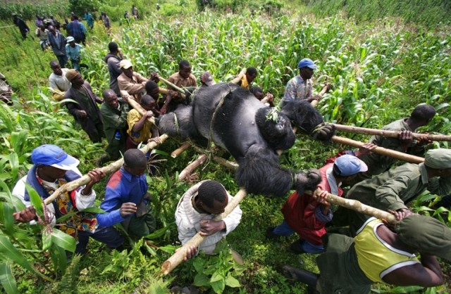 Убийство в Национальном парке Virunga (+18)