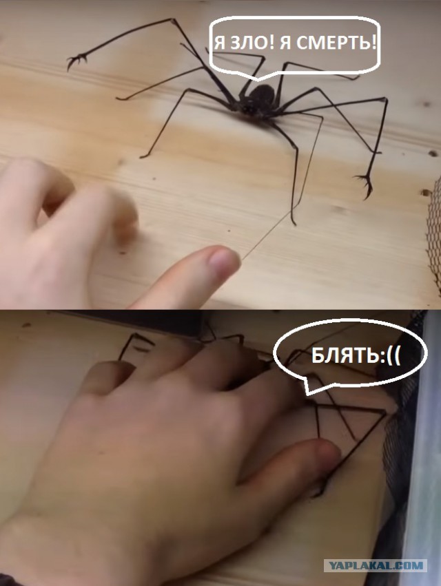 Петрификус Тоталус