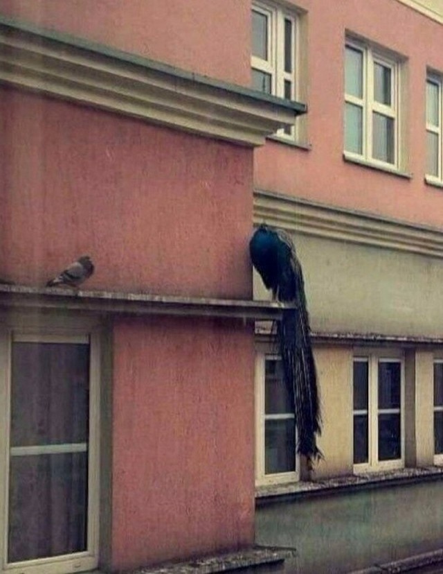 Живность из сети