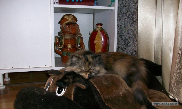 Котейкин вторник! Космический 12.04!