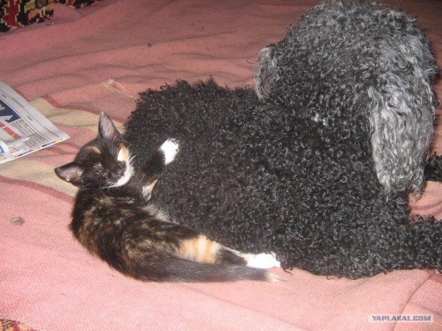 Котовторник с Максом