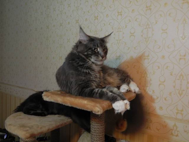 Котовторник так котовторник!